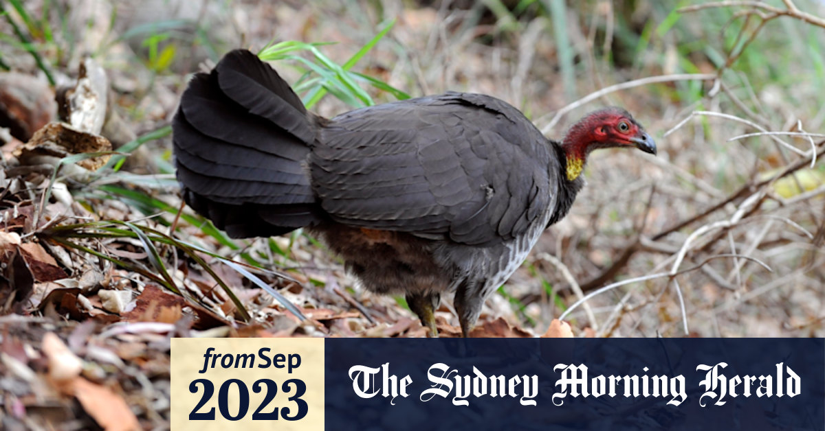 Brush turkeys possibly ‘poisoned’ at Allan Border oval